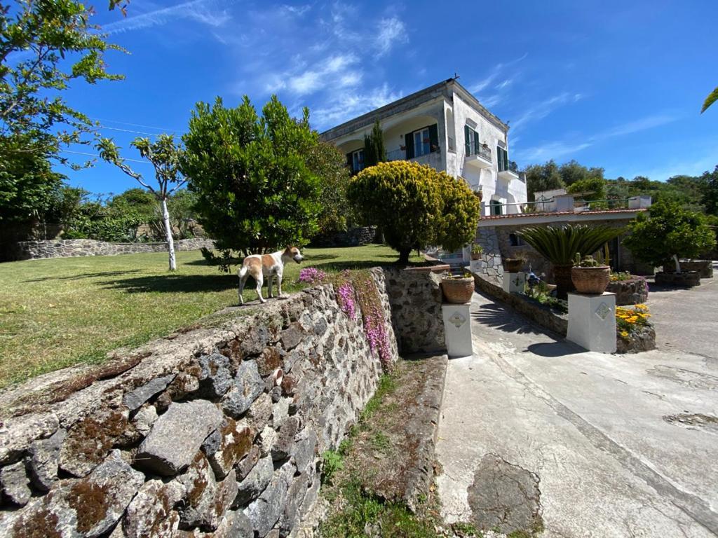 Villa Vincenzo Di Meglio Barano dʼIschia Extérieur photo