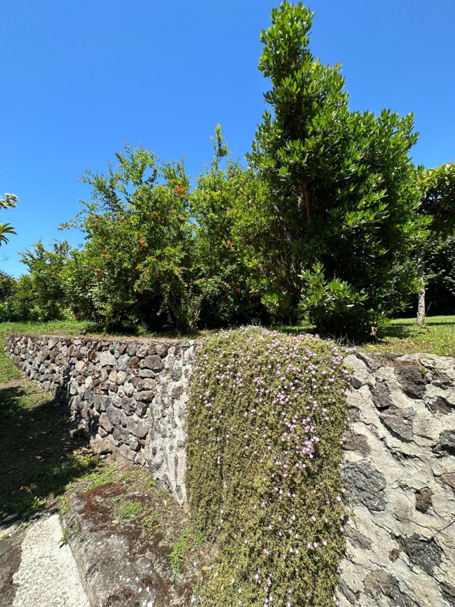 Villa Vincenzo Di Meglio Barano dʼIschia Extérieur photo