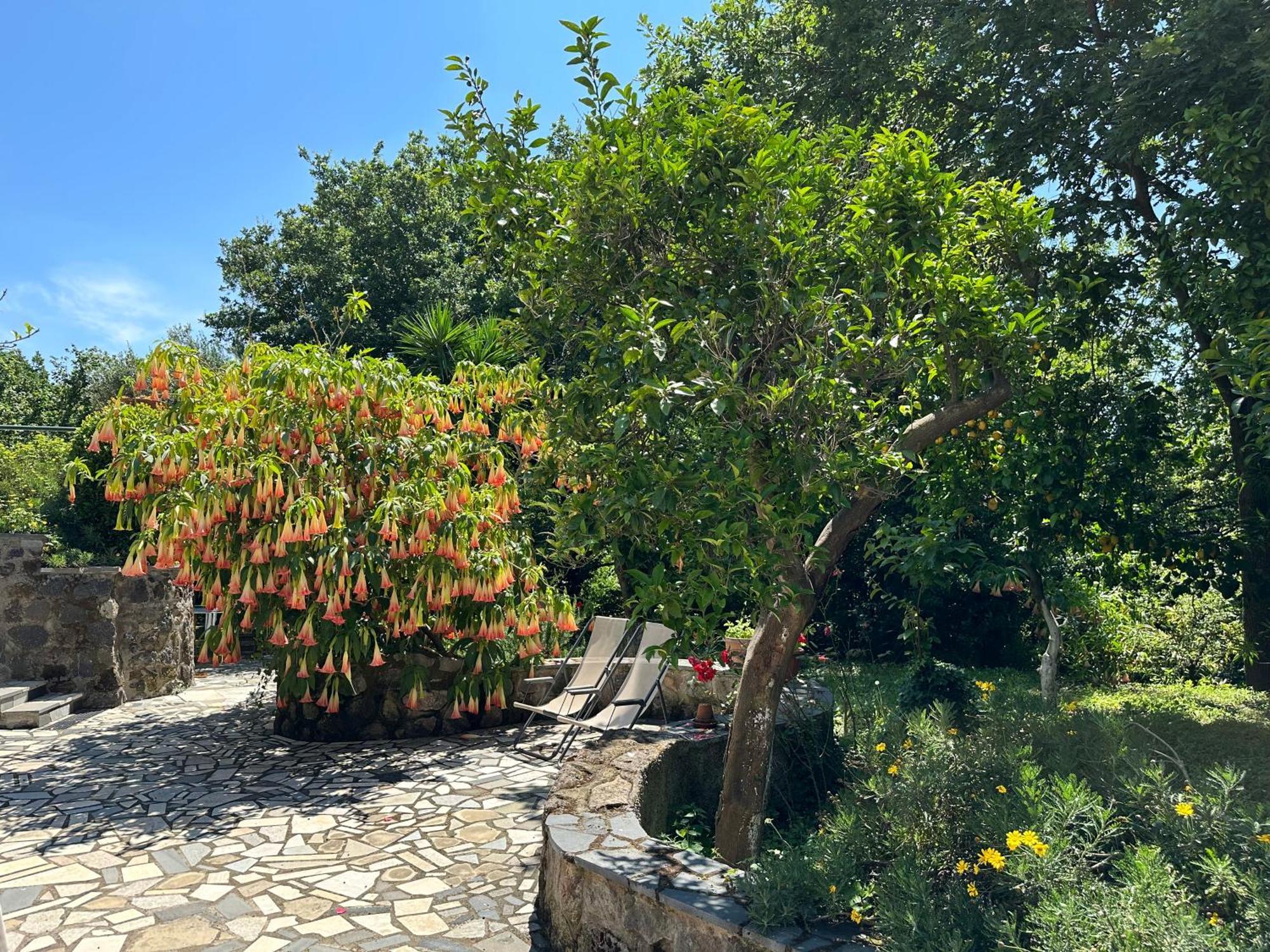 Villa Vincenzo Di Meglio Barano dʼIschia Extérieur photo